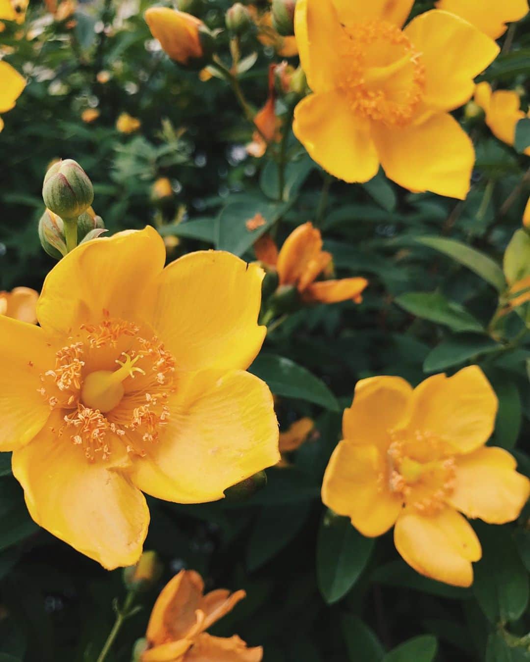 後藤夕貴のインスタグラム：「🌼🌿🌼🌿🌼🌿 ㅤ ㅤ 写真フォルダ見返してたら かわいいお花あったから載せちゃう ㅤ だいぶ前に一度載せてたかな、？ ＿＿＿＿＿＿＿＿ #お花 #花好き #美人百花flowers ☺️♡」