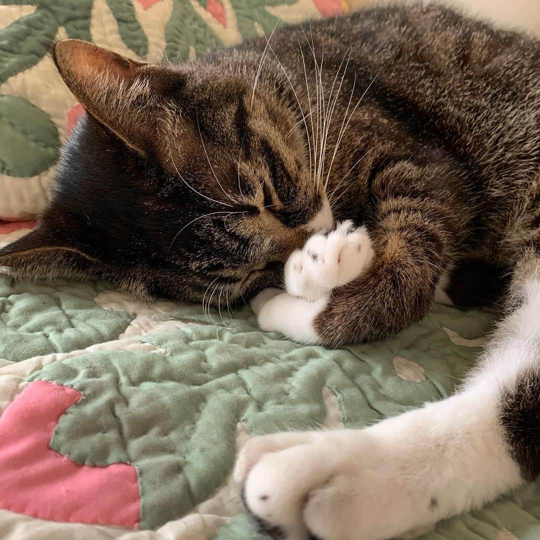 takegaeruのインスタグラム：「かわいい寝姿☺️ #猫 #cat #よもねこ #よもぎねこ #キジトラ #きじとら」