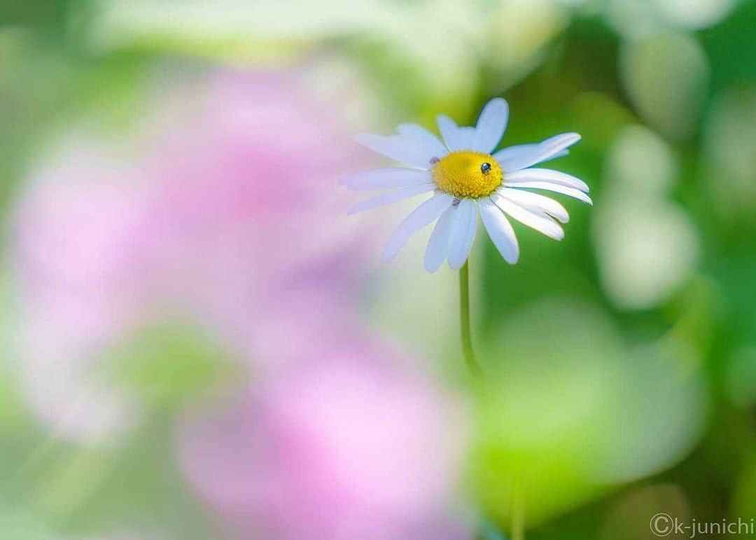 花の写真館のインスタグラム：「Photo by 木村順一.⠀ .⠀ Original Post[投稿いただいたURL]⠀ https://www.facebook.com/photo.php?fbid=1021986331523301⠀ .⠀ 本アカウントは、 #私の花の写真 をつけてInstagramに投稿された皆さまの花の写真や、「花の写真館」Facebookページで投稿された花の写真を紹介します。⠀ 「花の写真館」Facebookページは、「 @floral.photograph 」のプロフィールにあるURLからご覧ください。⠀ .⠀ ※各自、政府、自治体など公的機関の指示に従った行動をお願いします。⠀⠀ 東京カメラ部および分室では、写真を「見る楽しみ」を提供することを通して、微力ながら皆様にわずかな時間でも癒しをお届けしたいと思っております。⠀ ※本アカウントは東京カメラ部がFacebook、Instagramのサービスを利用して運営しているもので、Facebook社・Instagramとは一切関係ありません。⠀ .⠀ #花の写真館 #floralphotograph #floralphoto #flower #flowers⠀ Follow: @floral.photograph」