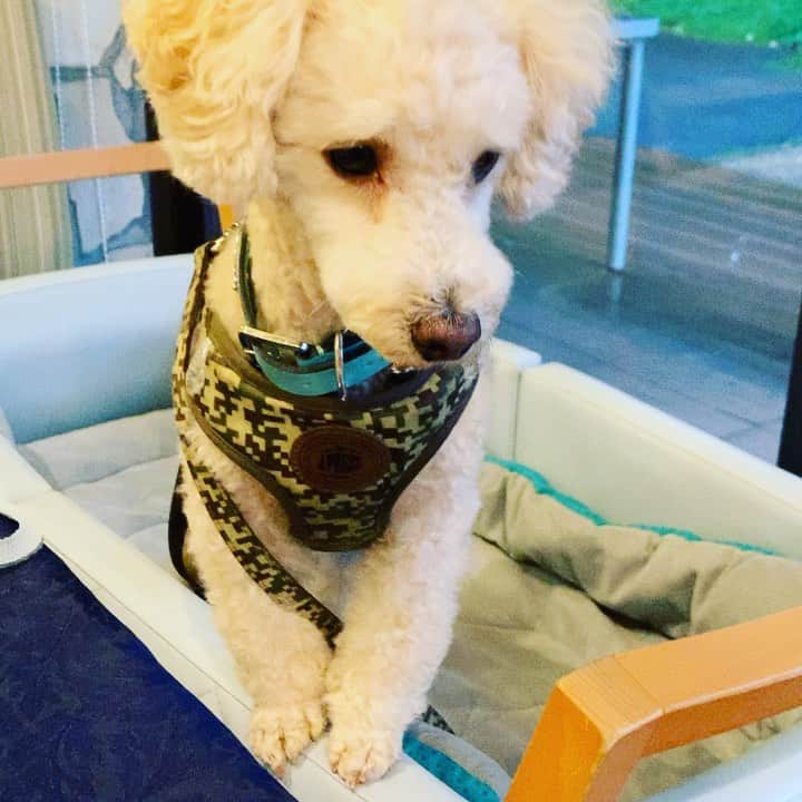 金村義明のグルメインスタ