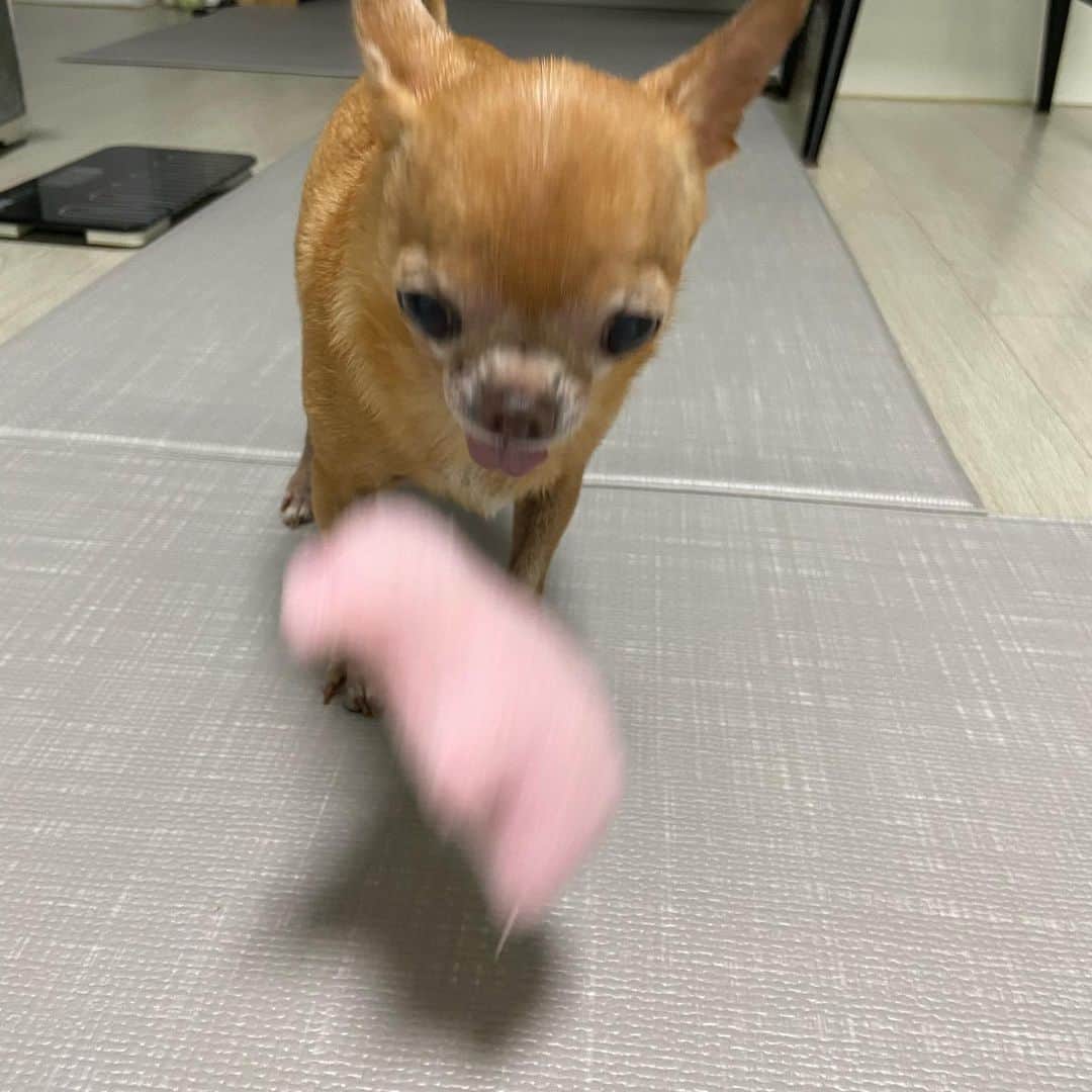 奥菜恵のインスタグラム：「몇 번을 던져줘야 너를 만족 시킬까? #humanballthrowingmachine #dogtugtoy #dogstagram #개스타그램🐶 #인형던지는노예」