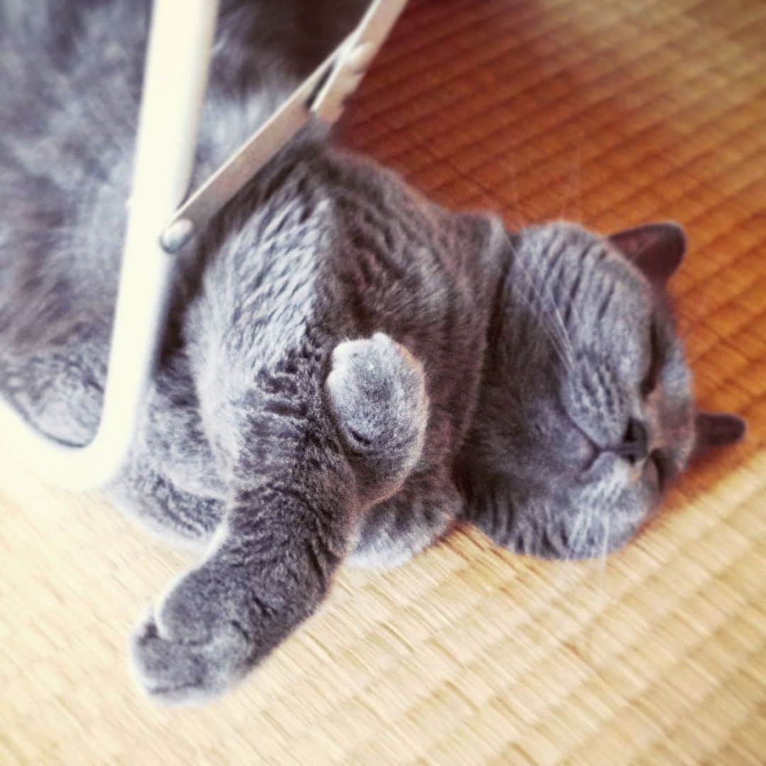 チキン南蛮カレーのルウ王子のグルメインスタ