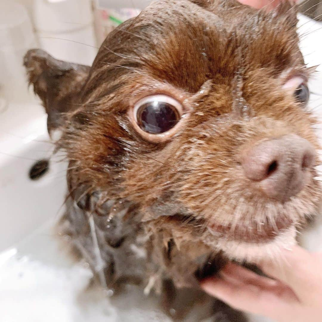 犬塚あさなさんのインスタグラム写真 - (犬塚あさなInstagram)「同じ犬なのか疑いたい🤗  #ポメラニアン #チョコレートポメラニアン #チョコポメ」7月28日 20時26分 - wanchan_0319