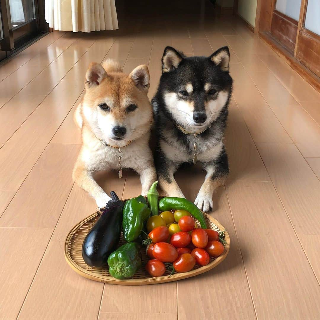 豆柴なつ&ふゆさんのインスタグラム写真 - (豆柴なつ&ふゆInstagram)「Summer vegetable harvest😊💕💕 夏野菜たくさん採れた😊💕   #柴犬#shiba #shibainu #shibastagram #shibamania #sweet#豆柴#癒し #家庭菜園#仲良し #pecoいぬ部#doglove #harvest #dogstagram #dogoftheday #かわいい#instashiba #甘い#🐕📷 #ふわもこ部#love#収穫#たくさん #犬#instacute #柴#proudshibas #cutepets #summervegetables #夏野菜」7月28日 20時34分 - mameshiba.natsuinu56