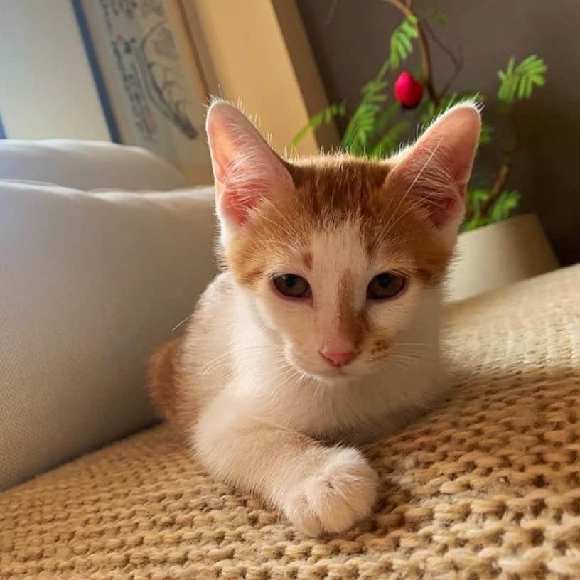飯島望未のインスタグラム：「Good morning💚  #LimeTheCat #保護猫 #足長マンチカン」