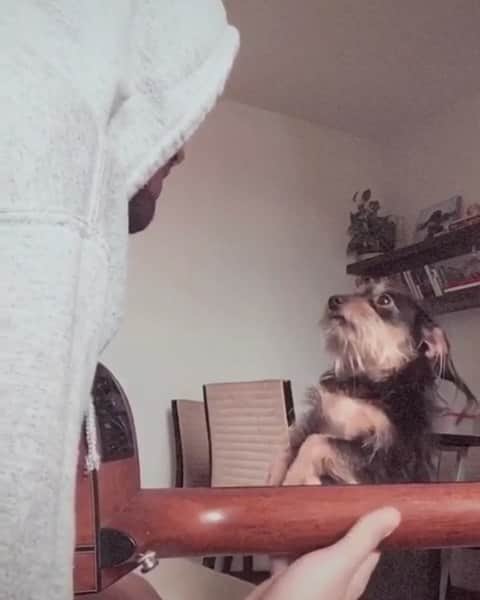 Sorriso Marotoのインスタグラム：「Momento fofura na sua time line 😍❤️ 🐕 @cauansimini #FazAssim #SorrisoMaroto @bcbrunocardoso @eusergiojr @crisjog @vinisorriso @frd.silva」