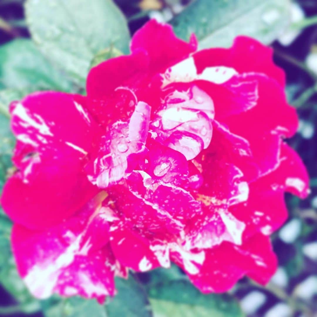 のインスタグラム：「#flower #flowersoflife #red #bright #hope #neighborhood」