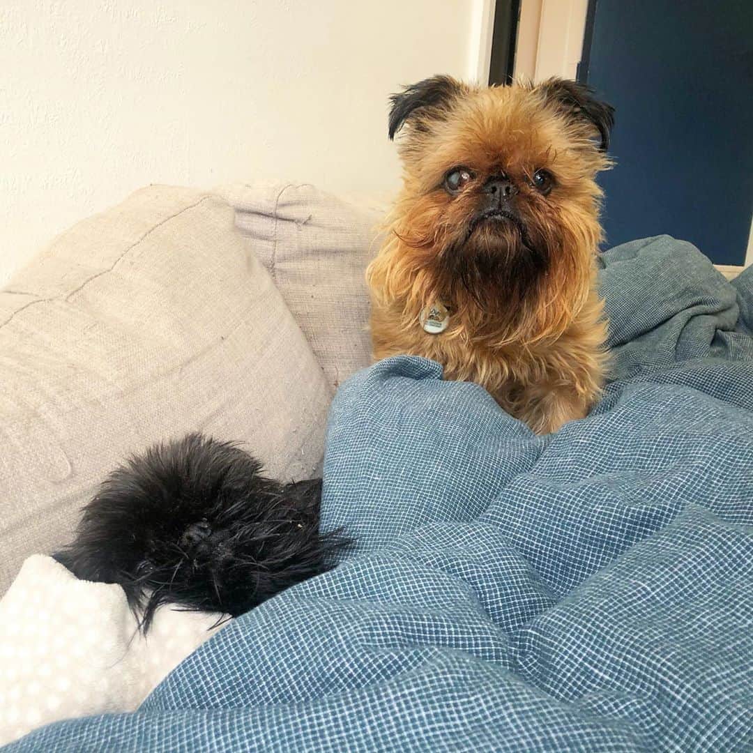 Digby & Aloのインスタグラム：「I don’t think Digby is impressed that we packed all of his toys into boxes. He was still using those! #movingdayiscoming」