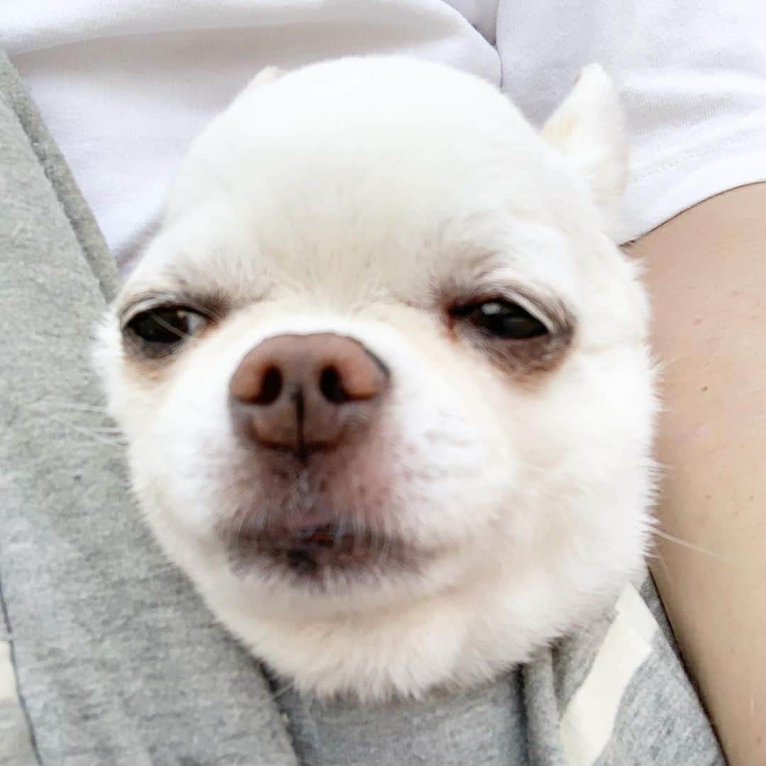 KORIKIのインスタグラム：「おはようございます♪ * #強制連行中 #病院 #dogofsapporo #dog, #dogs, #dogstagram,#chihuahua,#犬バカ部,#チワワ,#koriki, #hanadog #白スムチ連合会, #スムチー,  #dogofthedayjp, #dogoftheday  #ilovemydog #instadog #instapet #WhiteChihuahua  #吉娃娃 #치와와  #dogsofinstagram #Chihuahualover  #ชิวาวา #チワワの輪 #barkbox #WhiteChihuahuaParty #もふもふモフモフ」