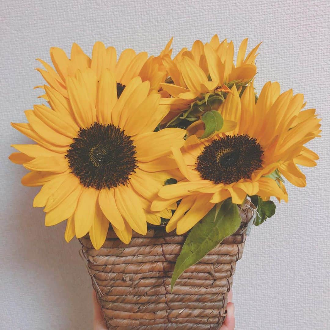 西川怜さんのインスタグラム写真 - (西川怜Instagram)「黄色いお花が大好きです＾＾ . . . #ひまわり」7月29日 7時29分 - rei_nishikawa_1025