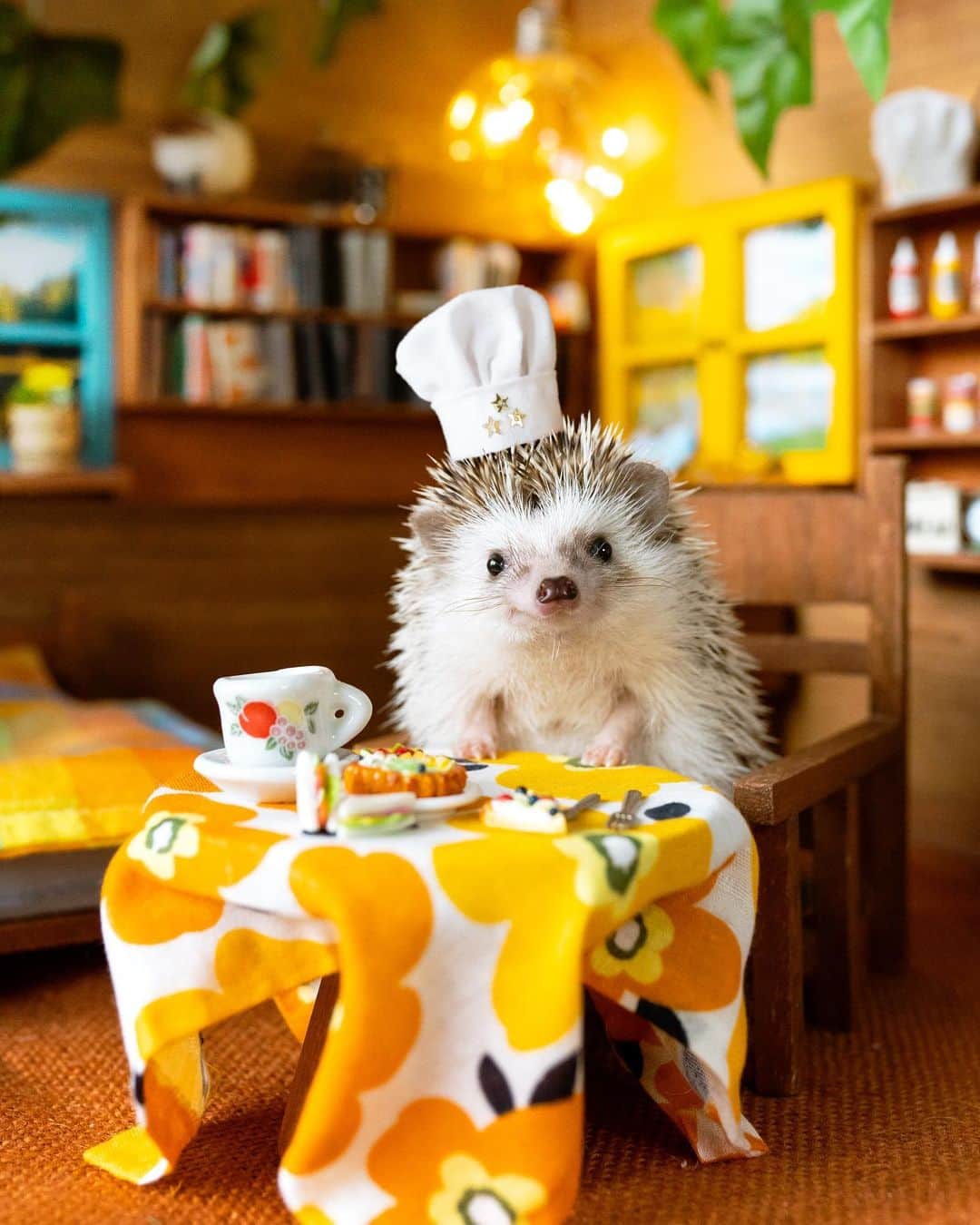 ダーシーのインスタグラム：「I hope you’ll like the meals👨‍🍳✨」
