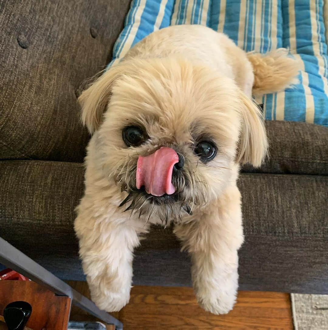 Dougie the Shih Tzuさんのインスタグラム写真 - (Dougie the Shih TzuInstagram)「#tongueouttuesday」7月28日 22時46分 - dailydougie