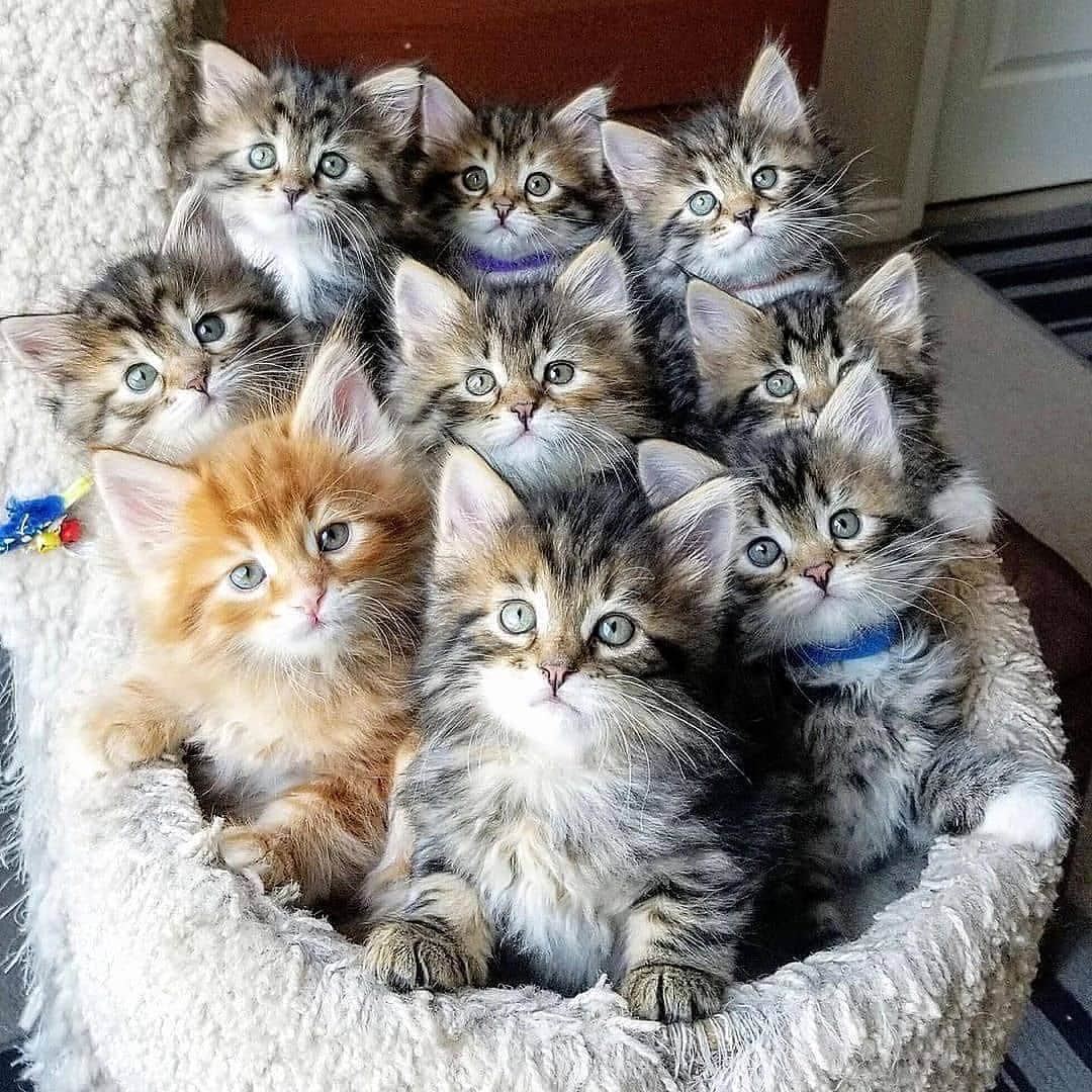 Cute Pets Dogs Catsさんのインスタグラム写真 - (Cute Pets Dogs CatsInstagram)「Family 😊❤️ Notifications ON 💙  #cat #cats #catofinstagram #sweetdreams #catsagram #catlovers #catlady #cateye #catholic #catlife #catlove #catsgram #cutecat #cutecats #kitty #cats #kitten #kittens #kedi #katze #แมว #猫 #ねこ #ネコ #貓 #고양이 #Кот #котэ」7月28日 22時45分 - dailycatclub