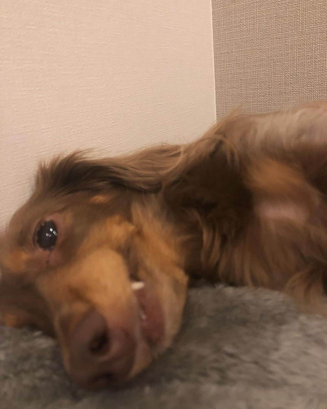 ジョナサン・シガーのインスタグラム