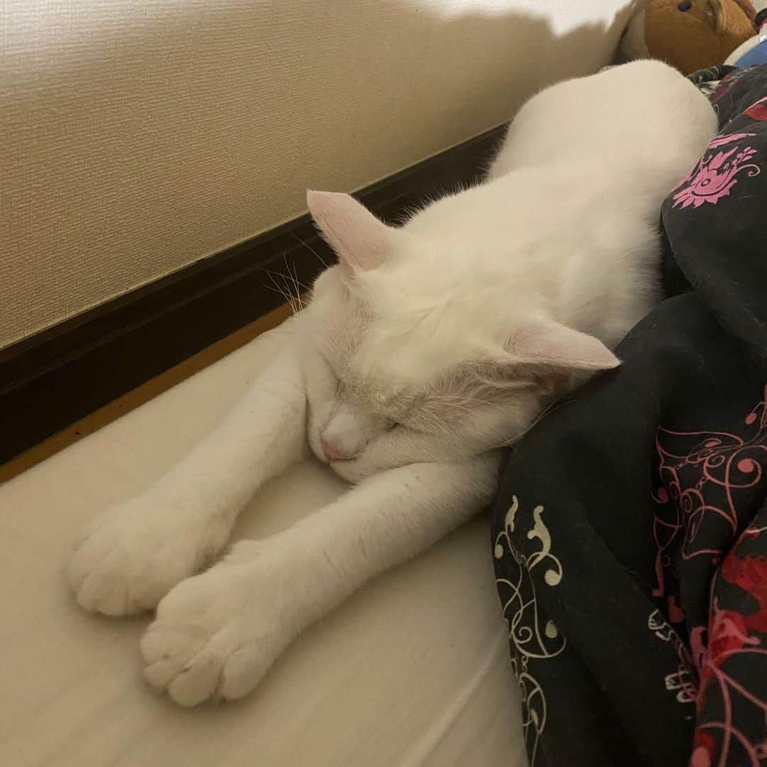 金巻ともこさんのインスタグラム写真 - (金巻ともこInstagram)「のびる猫に感じる夏  #hakuchai #cat #茶トラ #猫多頭飼い #tabby #orangetabby #whitecat #白猫 #catstagram」7月28日 22時53分 - tomotomoco