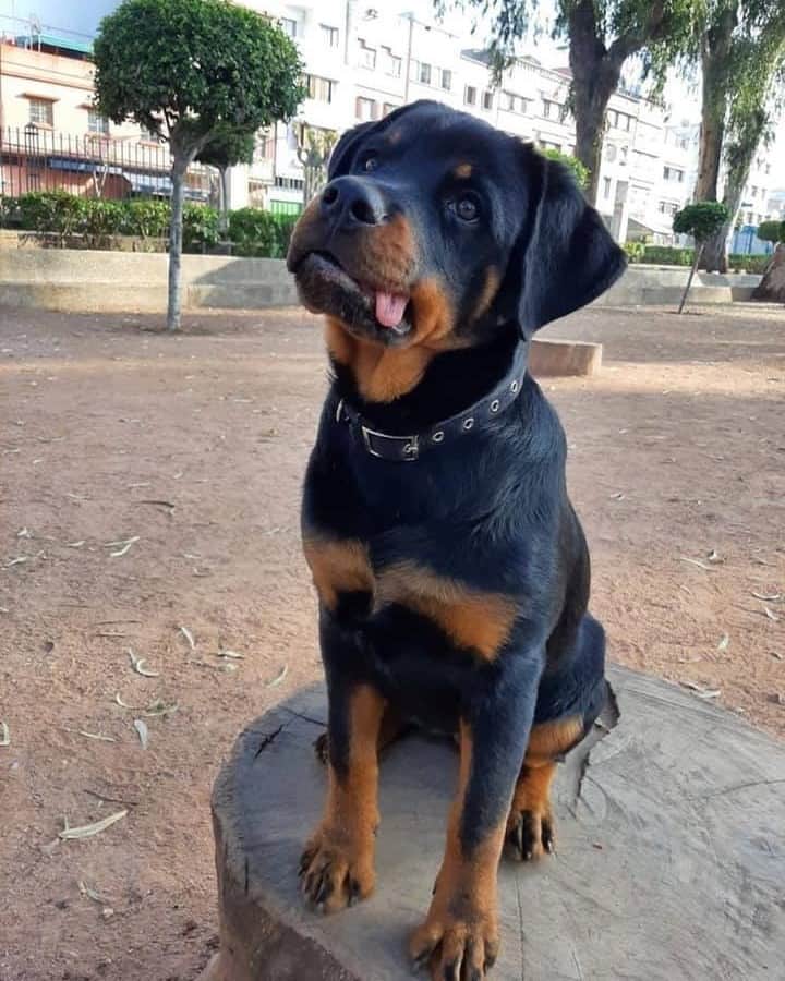 8crapさんのインスタグラム写真 - (8crapInstagram)「And they say Rottweilers are scary 🤷‍♀️ - Hashtag #barkedtongueout on your doggo’s tongue out photos/videos and get a chance to be featured! - 📷 @Aryatherottie - #TheBarkedClub #barked #tongueouttuesday #tot #👅 #😛 #dog #doggo #Rottweiler」7月28日 23時00分 - barked