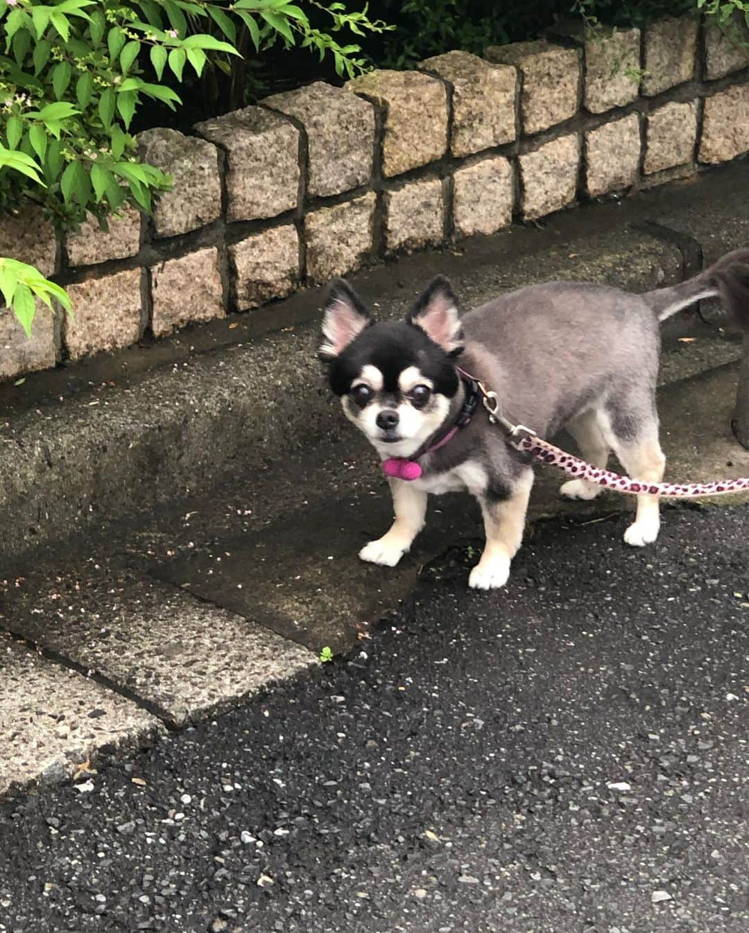 杵屋勝四郎さんのインスタグラム写真 - (杵屋勝四郎Instagram)「中目黒にヘアカットへ 同伴出犬 犬を連れてオープンカフェ 最近寂しがり屋で、今日も買い出しで同伴出犬 そしてアフターでトイレ お疲れ様でした #ヘアカット#チワワ#犬#中目黒#オープンカフェ#村治#勝四郎#チワワの戦士をなめるなよ#」7月28日 23時07分 - kineyakatsushiro