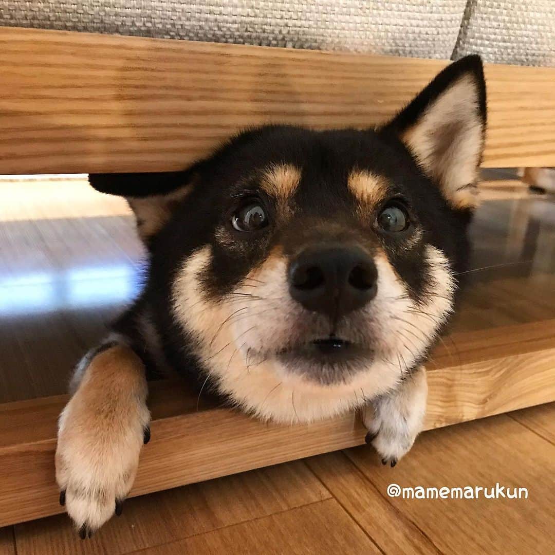 まめ丸のインスタグラム：「* * ソファの下で 次はどんなイタズラするか 考え中・・・🐶💓 * my  favorite place🐶💓 * #今ねらってるのは #ちび丸くんのオムツ #ソファの下のまめ丸  * #柴犬#豆柴#柴#黒柴#犬#いぬのきもち#shiba#shibainu#shibastagram#shibadog#puppy#instadog#dogstagram#dog#instashiba#petstagram#pet#cutepetclub#강아지#멍스타그램#doglover#ilovemydog#weeklyfluff」
