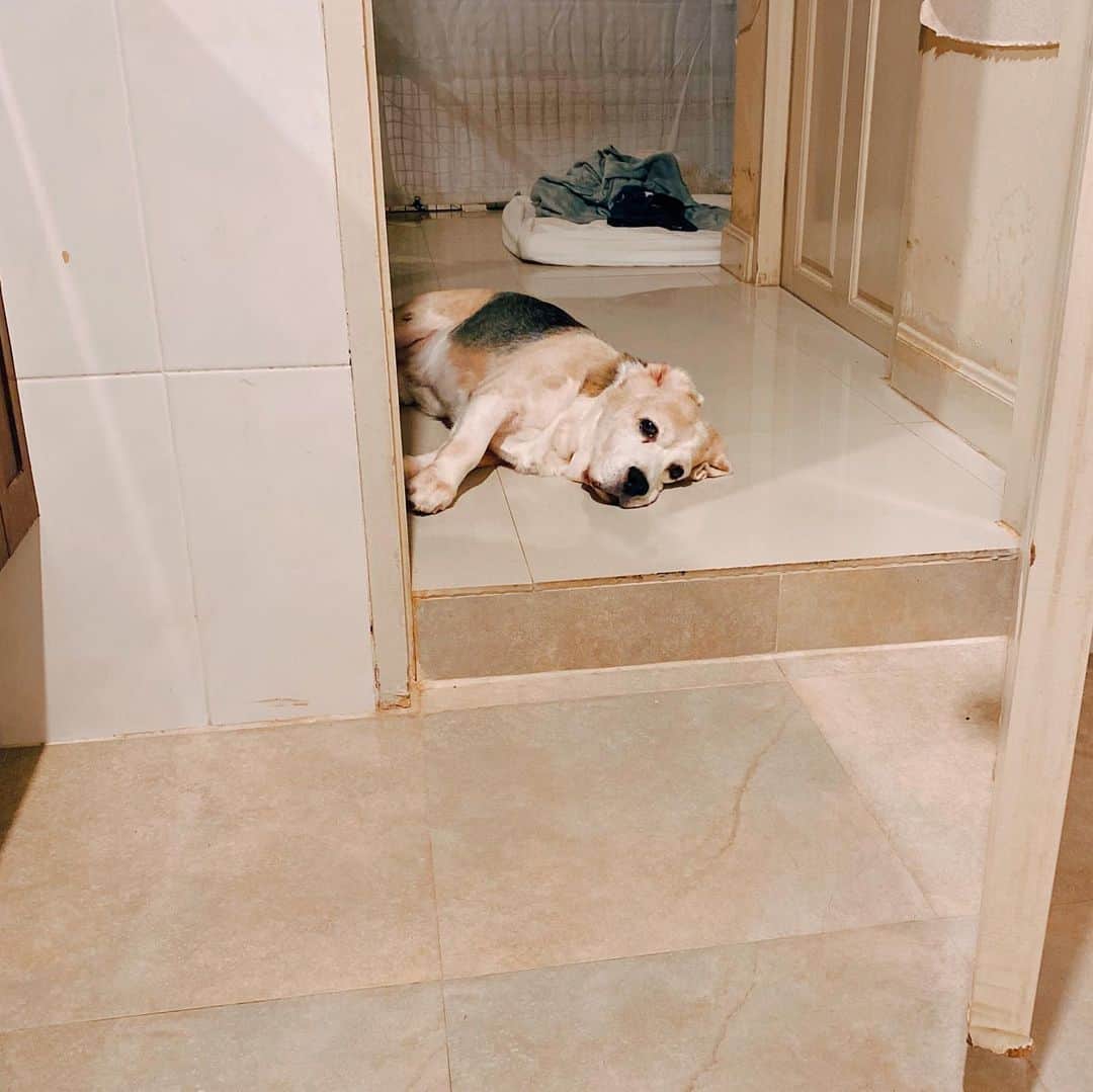 r_oseさんのインスタグラム写真 - (r_oseInstagram)「The one who always waiting for me🐶〰️ #bigboy」7月28日 23時36分 - r_ose