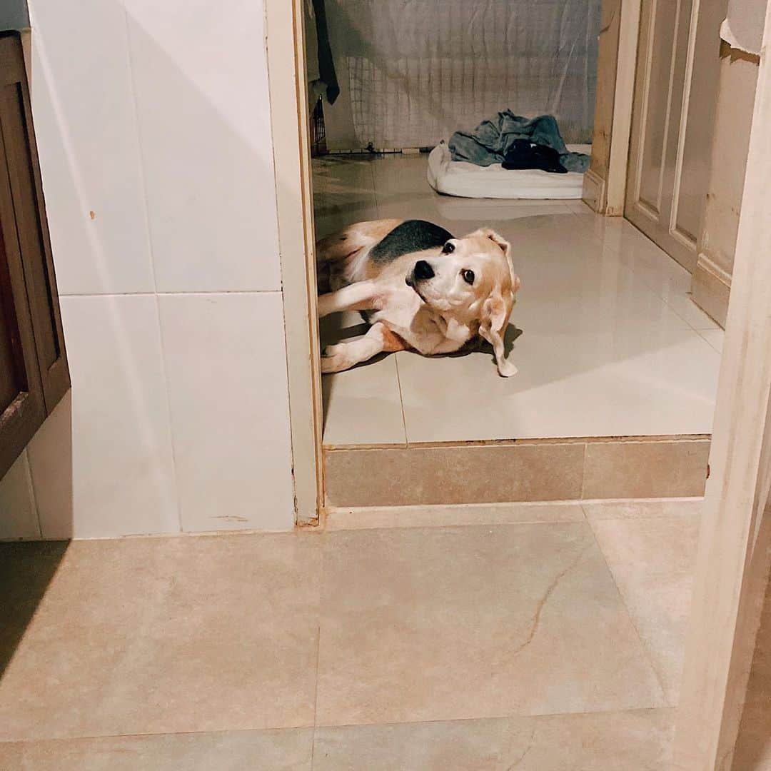 r_oseのインスタグラム：「The one who always waiting for me🐶〰️ #bigboy」