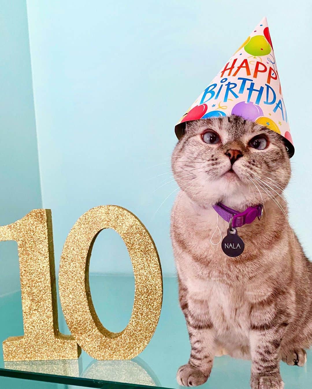 nala_catさんのインスタグラム写真 - (nala_catInstagram)「It’s my 10th birthday today! Celebrate with me at 12pm PT on instagram Live! Thank you so much for following me throughout the years. The best gift in the world would be a donation in any amount to @kittenrescuela Thank you and I love you so much!! 🎂🎊🎉🎁❤️ #happybirthday #10thbirthday #birthdaygirl #birthday.」7月28日 23時49分 - nala_cat