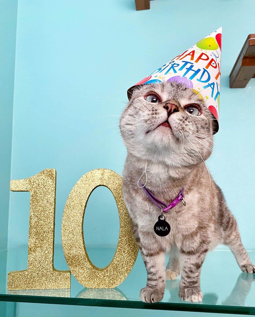 nala_catさんのインスタグラム写真 - (nala_catInstagram)「It’s my 10th birthday today! Celebrate with me at 12pm PT on instagram Live! Thank you so much for following me throughout the years. The best gift in the world would be a donation in any amount to @kittenrescuela Thank you and I love you so much!! 🎂🎊🎉🎁❤️ #happybirthday #10thbirthday #birthdaygirl #birthday.」7月28日 23時49分 - nala_cat