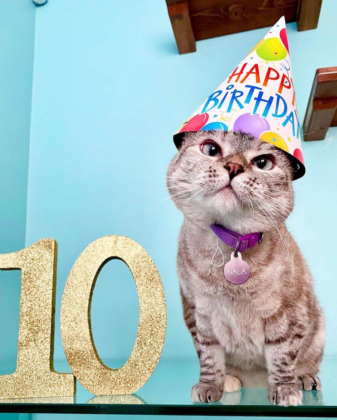 nala_catさんのインスタグラム写真 - (nala_catInstagram)「It’s my 10th birthday today! Celebrate with me at 12pm PT on instagram Live! Thank you so much for following me throughout the years. The best gift in the world would be a donation in any amount to @kittenrescuela Thank you and I love you so much!! 🎂🎊🎉🎁❤️ #happybirthday #10thbirthday #birthdaygirl #birthday.」7月28日 23時49分 - nala_cat