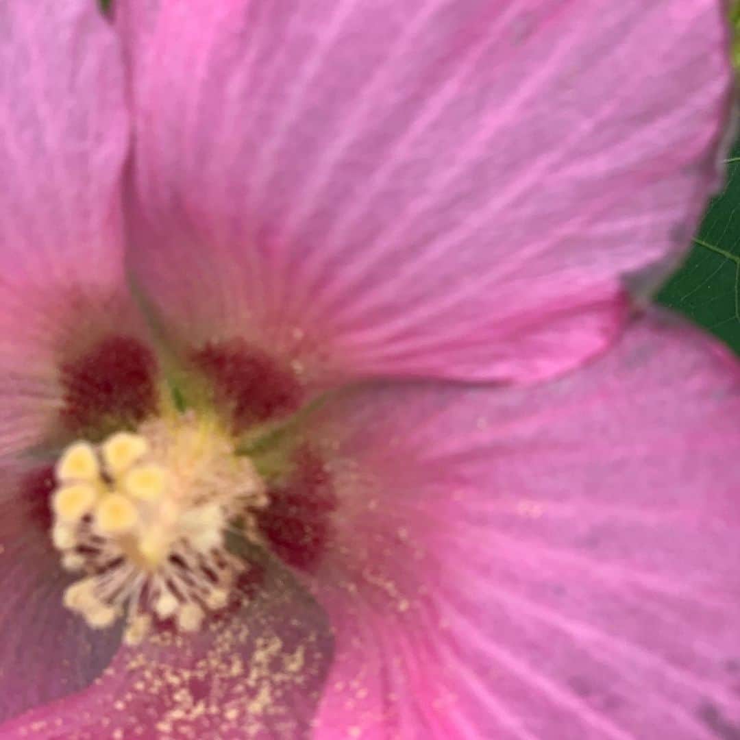 白幡啓さんのインスタグラム写真 - (白幡啓Instagram)「何のお花かしら？  pink 可愛い。」7月28日 23時52分 - 1030kei