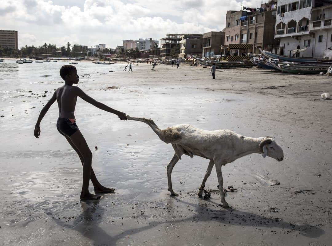 のインスタグラム：「AFP Photo 📷 @johngingerwessels - A young sheep farmer drags one of his sheep toward the sea in order to clean it in Dakar on July 28, 2020, ahead of the Muslim Eid al-Adha (Festival of Sacrifice), known as Tabaski in Western Africa.⁣ .⁣ Sheep farmers are starting to fill the streets of the Senegalese capital with their sheep ahead of the festival, when prices of their anmials can range from one hundred thousand West African Francs(CFA) to four million CFA (7000 US dollars).」