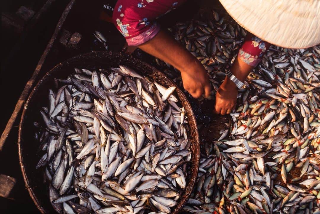 Michael Yamashitaさんのインスタグラム写真 - (Michael YamashitaInstagram)「Southeast Asian fish sauce is common to all Mekong river countries and is beloved for its flavor-enhancing umami qualities. In Cambodia it’s known as tuk tre and in Thailand, it's called nam pla, while in Laos it's nam pa and nước mắm in Vietnam. It's made in four easy steps: 1) Catch a ton of fish, most often anchovies. 2) Mash or press them much in the same manner as you would grapes for wine. 3) Combine with salt. 4) Let ferment up to two years; the longer the wait, the milder and less fishy the flavor. #mekongriver #tonlesap #fishsauce #cambodianfood #umami」7月29日 0時37分 - yamashitaphoto