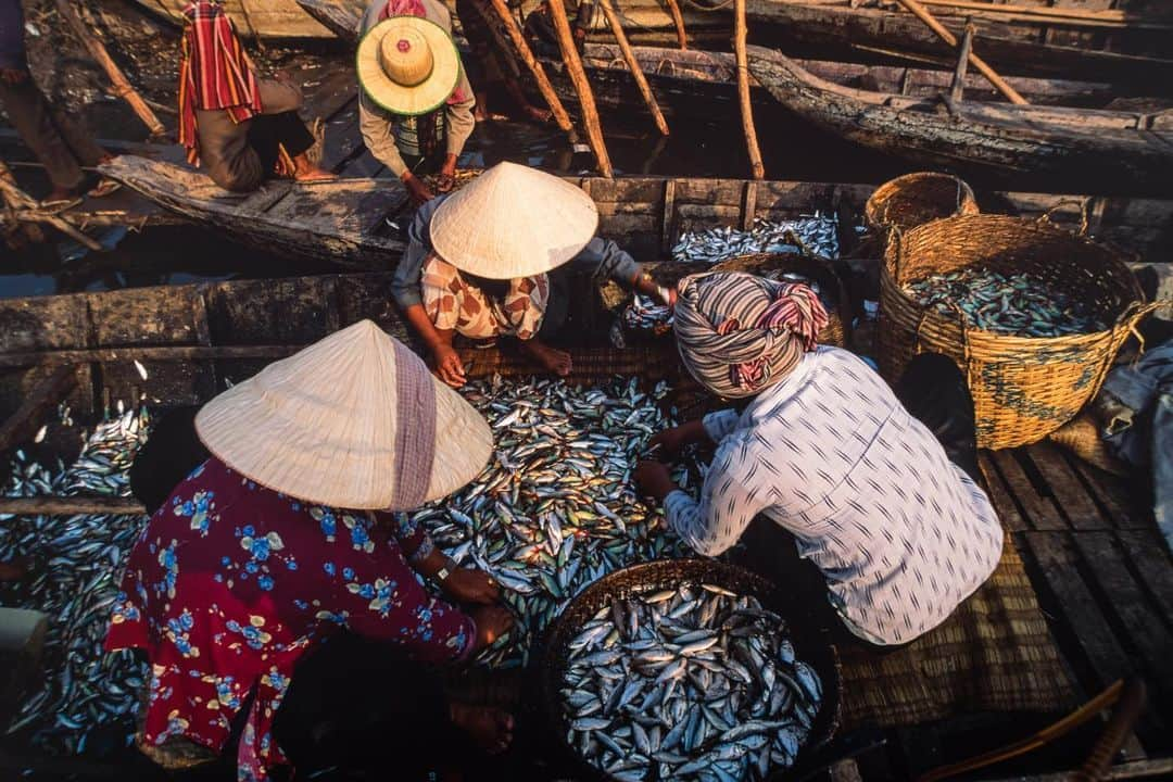 Michael Yamashitaさんのインスタグラム写真 - (Michael YamashitaInstagram)「Southeast Asian fish sauce is common to all Mekong river countries and is beloved for its flavor-enhancing umami qualities. In Cambodia it’s known as tuk tre and in Thailand, it's called nam pla, while in Laos it's nam pa and nước mắm in Vietnam. It's made in four easy steps: 1) Catch a ton of fish, most often anchovies. 2) Mash or press them much in the same manner as you would grapes for wine. 3) Combine with salt. 4) Let ferment up to two years; the longer the wait, the milder and less fishy the flavor. #mekongriver #tonlesap #fishsauce #cambodianfood #umami」7月29日 0時37分 - yamashitaphoto