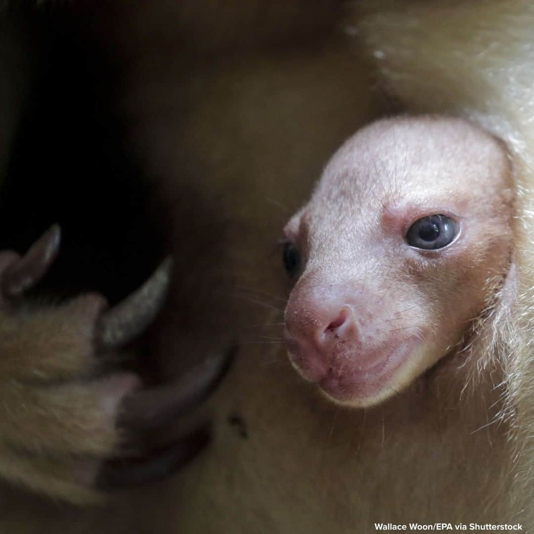 ABC Newsさんのインスタグラム写真 - (ABC NewsInstagram)「PEEKABOO: Goodfellow's tree-kangaroo joey peeks out of its mother's pouch while perched on a branch in an enclosure at the Singapore Zoo. #animals #treekangaroo」7月29日 0時44分 - abcnews