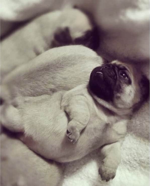 itsdougthepugさんのインスタグラム写真 - (itsdougthepugInstagram)「“‪Baby Doug the Pug” -Doug」7月29日 0時58分 - itsdougthepug