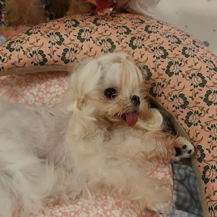 띠비비샤샤루루슈엘のインスタグラム：「. 소중한 오늘하루 기록하기 뇌수막염 증상발견 3일차 약물치료 2틀째.. 맘대로 움직여지지않는 몸때문에 힘들어하지만  바라보는 눈동자는 여전히 똘망똘망 부디..제발..좋아지길」