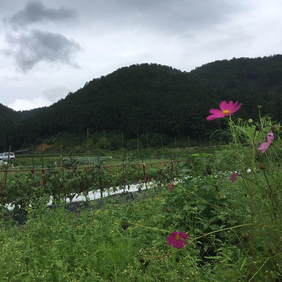 岸田繁さんのインスタグラム写真 - (岸田繁Instagram)「梅雨明けて早よ」7月29日 1時06分 - kishidashigeru