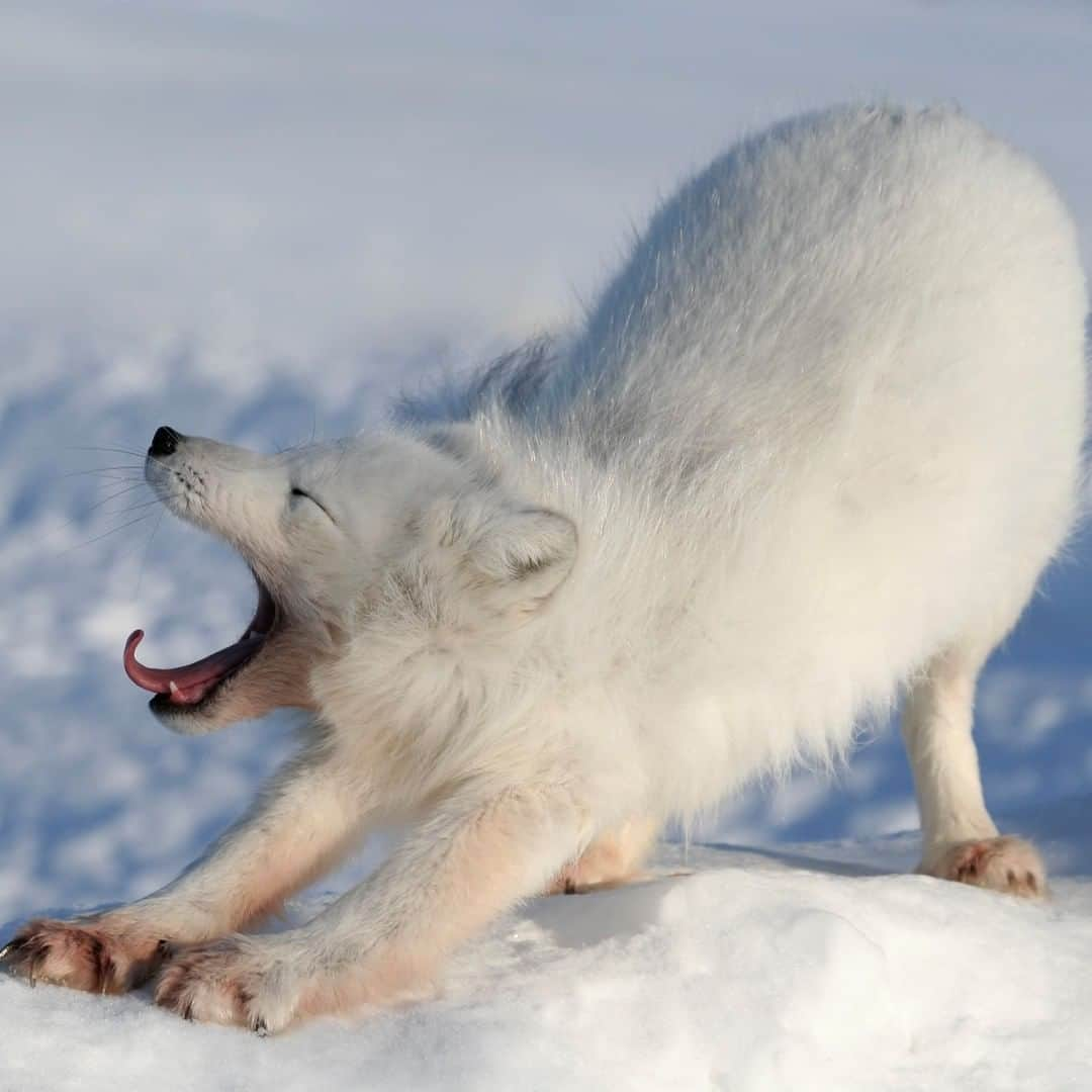 アニマルプラネットさんのインスタグラム写真 - (アニマルプラネットInstagram)「Open wide and say “aww”! The Arctic fox’s beautiful white coat isn’t just for looks – it serves as camouflage and helps the animal evade larger predators, like wolves and polar bears. . . . . . . . #toocute #toocutetuesday #arcticfox #fox #arctic #animal #animalplanet #snow #yawn #photooftheday #pictureoftheday」7月29日 1時00分 - animalplanet