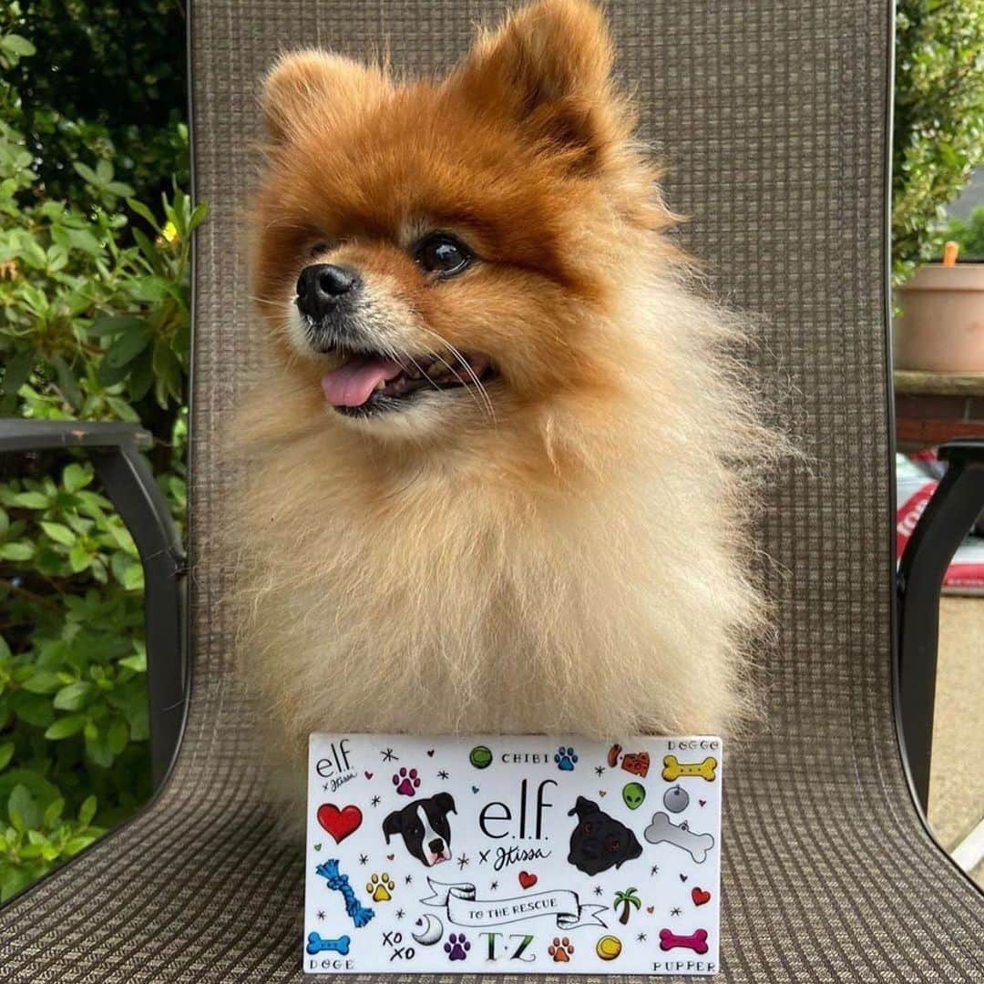 e.l.f.さんのインスタグラム写真 - (e.l.f.Instagram)「During our #elfxjkissa launch last month, we asked you to snap a photo with the animal you love using the hashtag #eyeslipsfacepaws. For every submission, we would donate $1 to @angelcitypits - a charity near and dear to @jkissa heart. 🐶✨  Because of you and your support for the cause, we were able to donate $25,000 to @angelcitypits! Thank you for sharing your pets with us 🌈❤️  @venice.and.vicente @sebastiannatan @makeupbyrichards @thecorgiotis @erinpans_ @vitakis.beauty」7月29日 1時02分 - elfcosmetics