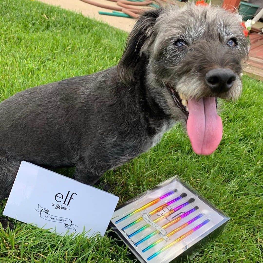 e.l.f.さんのインスタグラム写真 - (e.l.f.Instagram)「During our #elfxjkissa launch last month, we asked you to snap a photo with the animal you love using the hashtag #eyeslipsfacepaws. For every submission, we would donate $1 to @angelcitypits - a charity near and dear to @jkissa heart. 🐶✨  Because of you and your support for the cause, we were able to donate $25,000 to @angelcitypits! Thank you for sharing your pets with us 🌈❤️  @venice.and.vicente @sebastiannatan @makeupbyrichards @thecorgiotis @erinpans_ @vitakis.beauty」7月29日 1時02分 - elfcosmetics
