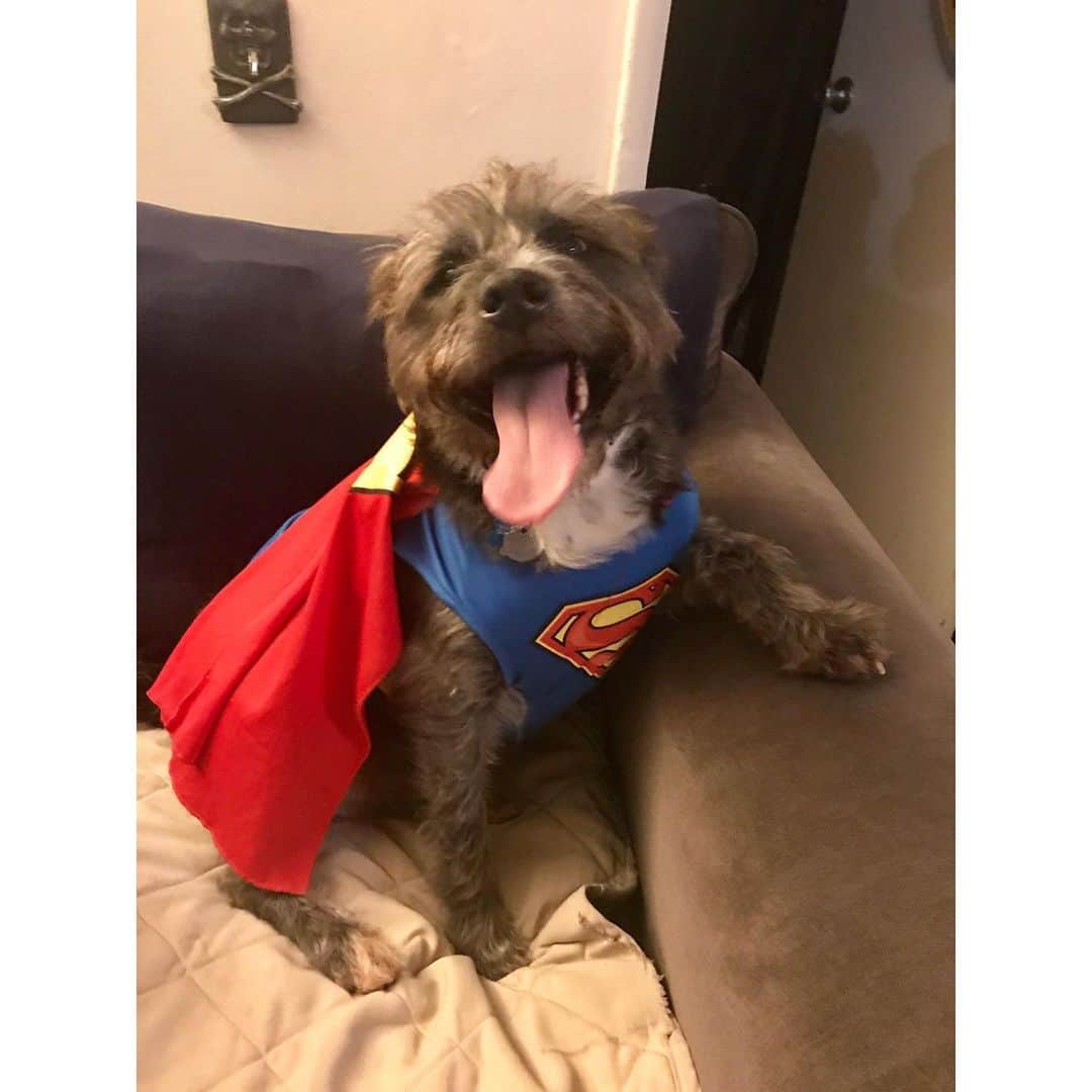 Warner Bros. Picturesさんのインスタグラム写真 - (Warner Bros. PicturesInstagram)「#DCFanDome is for everyone! Show us you and your pet’s best DC cosplay and submit your work at create.DCFanDome.com   Cosplay by: @thecosplayhobbyist, @cx.cosplay, @rod_is_geek, @beyondbelieving, Ben Tripoli, @theadventuresofvera, @mini_brakkus, @thatgeekraul」7月29日 1時33分 - wbpictures