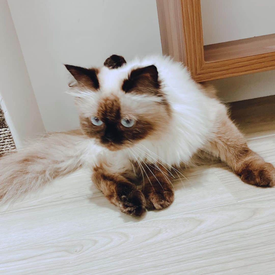 ☆イニ☆(じん)のインスタグラム：「こっちでも構って〜」