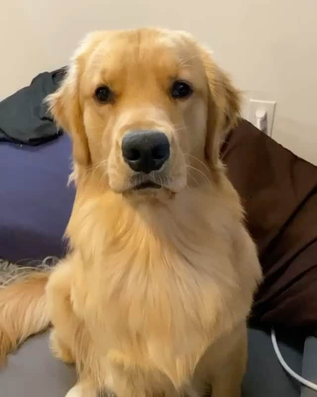 DogsOf Instagramのインスタグラム：「“I is happy boy when mama gibs head scratches 🤣” writes @gusthegoldenretrieverr   #dogsofinstagram」