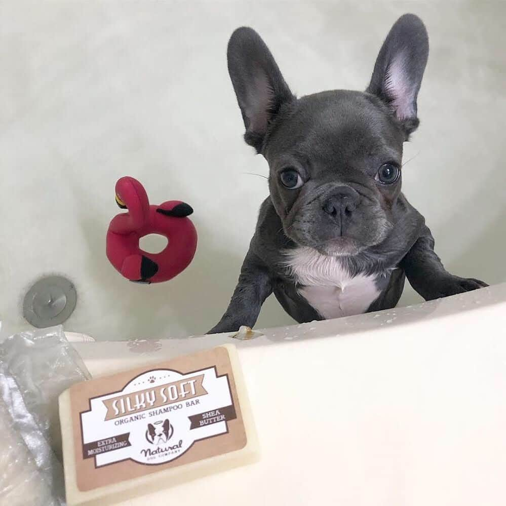 Regeneratti&Oliveira Kennelさんのインスタグラム写真 - (Regeneratti&Oliveira KennelInstagram)「Dogs have much different skin than humans, so it’s important to choose your shampoos carefully. The #SilkySoft shampoo bar from @naturaldogcompany is amazing because it’s 100% natural, super moisturizing, and will leave your dog extra soft & cuddly. They will even dry faster without that wet dog smell! . ⭐ SAVE 20% off @naturaldogcompany with code JMARCOZ at NaturalDog.com  worldwide shipping  ad 📷: @myfrenchiepenny . . . . . . . #frenchbully #frenchielove #dogsandpals #frenchbulldogs #weeklyfluff #french_bulldogs #dogsofinstagram #dogsofinsta #puppiesofinstagram #puppylove #instadog #frenchie #frenchiesofinstagram #frenchielove #love #dailybarker #squishyfacecrew #frenchieoftheday #dogoftheday #lovemydog #frenchiegram #cutenessoverload #dog_features #frenchieringer #mydogiscutest #instapuppy #frenchielife」7月29日 2時16分 - jmarcoz