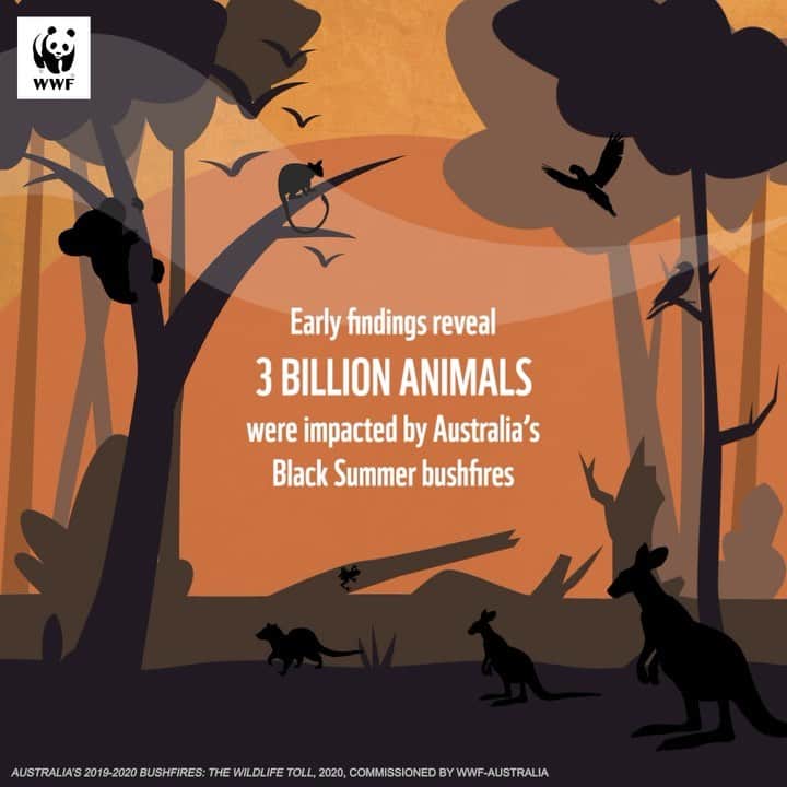 Victoria Leeのインスタグラム：「Today, @wwf_australia has released a report showing an estimated 3 billion animals were impacted by the Australian bushfires, including:  🐨143 million mammals  🐍2.26 billion reptiles  🐦180 million birds  🐸51 million frogs  My heart hurts when seeing these numbers. Right now, the Australian Government is reviewing our nature laws (EPBC Act 1999) meaning we have a once-in-a-10-year opportunity to make a change. Please sign the petition (link in bio) to send an urgent message to our leaders to improve and strengthen the laws that are meant to ensure the protection and survival of our wildlife and their homes.   Your voice is powerful and can make a difference 🐨🖤」
