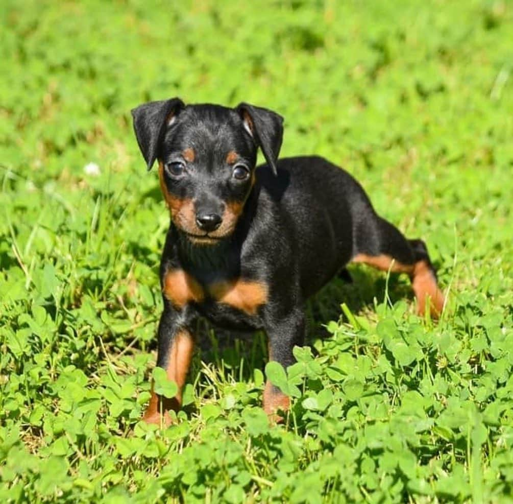 Puppy For Sale.さんのインスタグラム写真 - (Puppy For Sale.Instagram)「Предлагается к предварительному резерву девочка цвергпинчера черно подпалого окраса🥰👍 ⠀ На данный момент ушки и хвостик натуральные😊❤️ ⠀ Породная, стильная; с хорошим костяком и отличной анатомией👍 ⠀ У малышки прекрасный характер: контактная, весёлая, активная, заводная🥰 ⠀ Больше информации и фото в Директ или Вотсапп ⠀ ___ ⠀ Следите за нашими обновлениями и подписывайтесь👇 @artsimpatiya ⠀ Больше информации, фото и видео: Директ, на личном сайте питомника Арт Симпатия: www.artsimpatiya.ru」7月29日 2時42分 - artsimpatiya