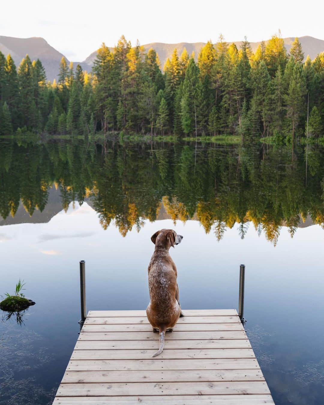マディのインスタグラム：「We built a new dock on our lake! ✨All my recent images have been shot on the mirrorless Nikon #Z7 w/ the NIKKOR Z 35mm lens, right size camera + grip for our paws #ZCreators #ad」
