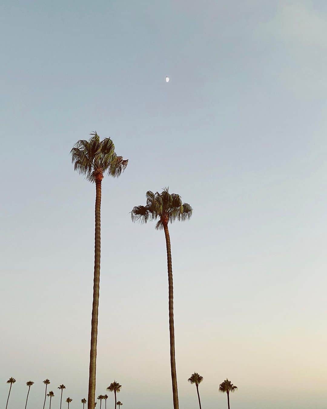 Camden Scottのインスタグラム：「Tell me something that’s making you happy today, I’ll start, this cutie little moon hanging out with the palm trees✨」