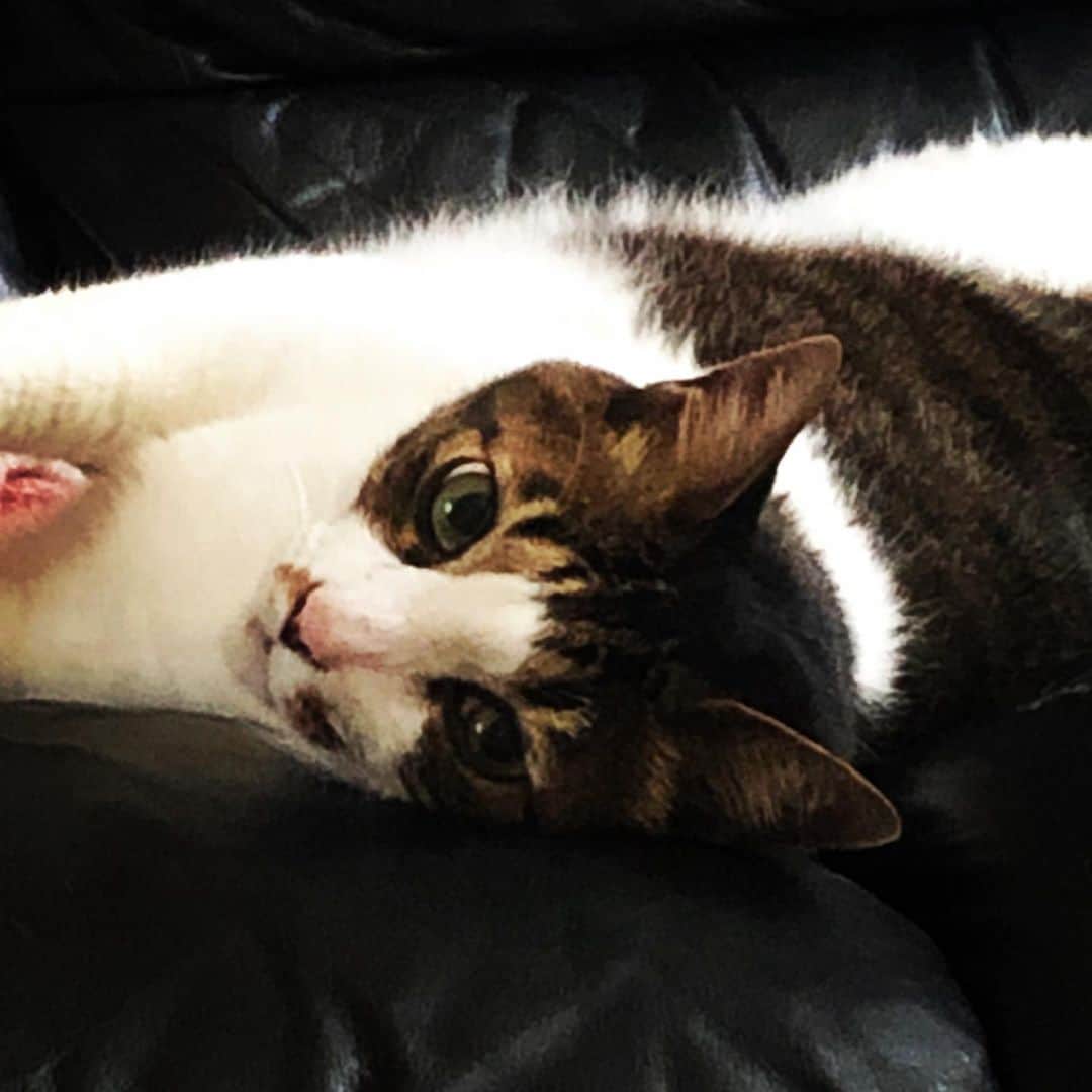 門倉聡のインスタグラム：「冷房猫🐱 ちょっと風邪気味です笑 #冷房猫 #catstagram #catsofa #ねこすたぐらむ #ねこのいる生活 #ねこと暮らす #ねこいす」