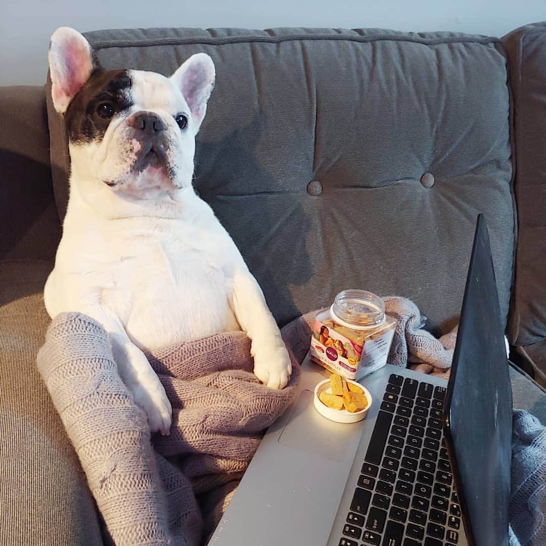 Manny The Frenchieさんのインスタグラム写真 - (Manny The FrenchieInstagram)「Another day, another zoom meeting 🙄  At least I got my fav protein snacks to get me through.  @halopets」7月29日 3時35分 - manny_the_frenchie