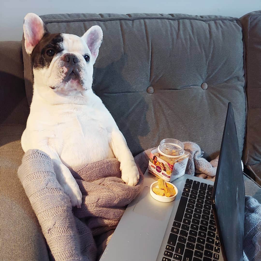 Manny The Frenchieのインスタグラム：「Another day, another zoom meeting 🙄  At least I got my fav protein snacks to get me through.  @halopets」