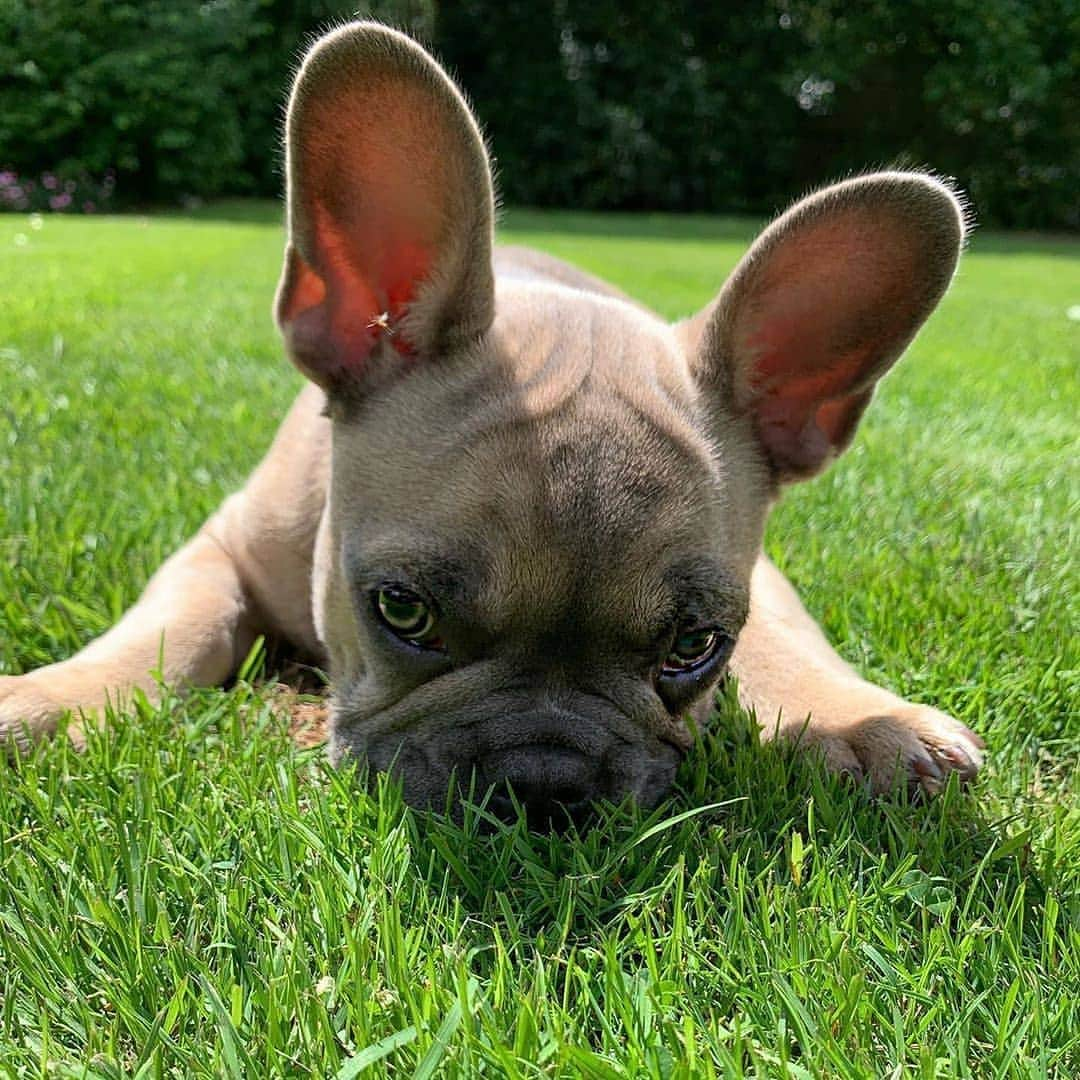 French Bulldogさんのインスタグラム写真 - (French BulldogInstagram)「Dumbo 🐘 @frenchbulldog.barney . .  . . . #frenchbull #frenchbulldogs #frenchie #bullypics #bulldogs #frenchbulldoglife #法国斗牛犬 #frenchbulldogpuppy #frenchyfanatics #frenchielovers #frenchielove #buhistagram #frenchielife #frenchbulldogsofinstagram #franskbulldog #frenchiebulldog #frenchiephotos #buhigram #frenchbulldog #frenchiegram #bullys」7月29日 3時43分 - frenchie.world